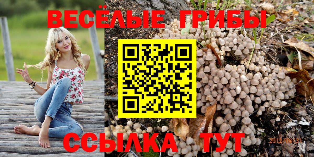Сунжа  Псилоцибиновые грибы прущие грибы  Вход с VPN 